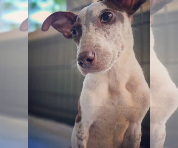 Medium Photo #3 Mutt Puppy For Sale in Germantown, OH, USA
