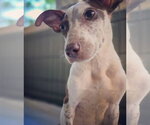 Small #2 Mutt