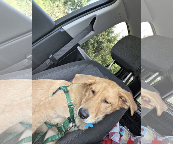 Medium Photo #3 Golden Retriever-Unknown Mix Puppy For Sale in Plainfield, IL, USA