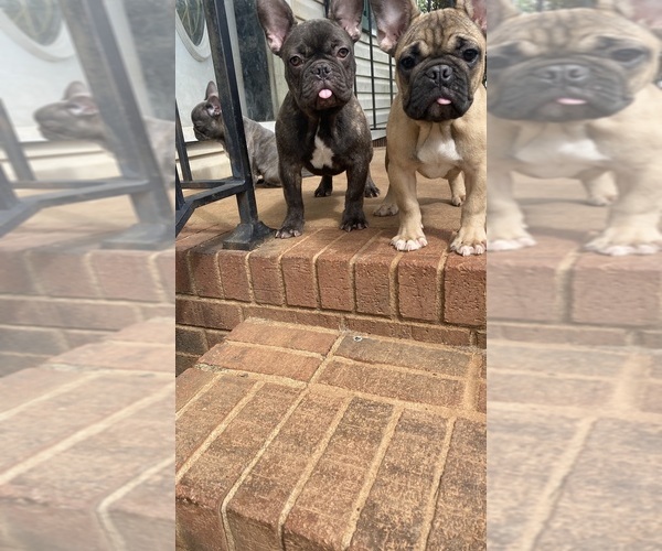 Medium Photo #1 French Bulldog Puppy For Sale in CLEVELAND, NC, USA