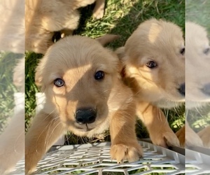 Golden Retriever Puppy for sale in RIGA, MI, USA