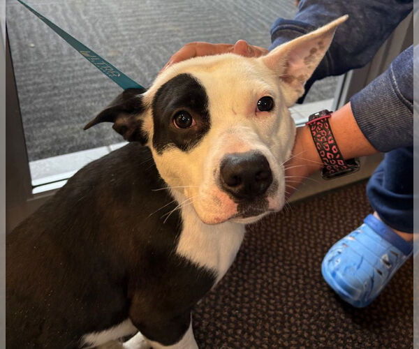 Medium Photo #3 American Pit Bull Terrier Puppy For Sale in La Porte, IN, USA