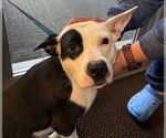 Small #2 American Pit Bull Terrier