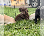 Small #11 Labrador Retriever