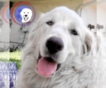 Small #9 Great Pyrenees