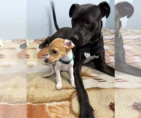 Medium Photo #4 Staffordshire Bull Terrier-Unknown Mix Puppy For Sale in Woodbury, NY, USA