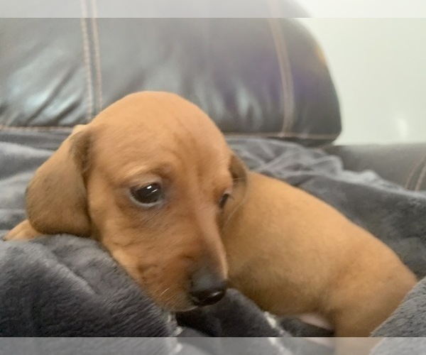 Medium Photo #5 Dachshund Puppy For Sale in GRANBY, CT, USA