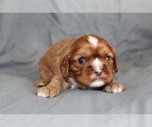 Cavalier King Charles Spaniel Puppy for sale in SPRING HILL, FL, USA