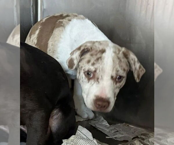 Medium Photo #1 Mutt Puppy For Sale in New York, NY, USA