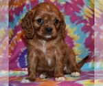 Small Photo #3 Cavalier King Charles Spaniel-Cavapoo Mix Puppy For Sale in SUNBURY, PA, USA