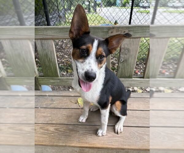 Medium Photo #2 Collie-Unknown Mix Puppy For Sale in Elmsford, NY, USA