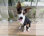 Small #1 Collie Mix