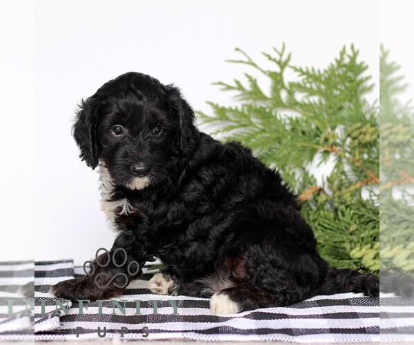 Medium Photo #3 Goldendoodle (Miniature) Puppy For Sale in LITITZ, PA, USA