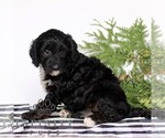 Small #2 Goldendoodle (Miniature)