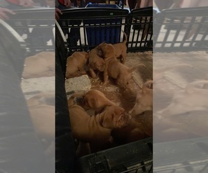 Dogue de Bordeaux Puppy for sale in RANCHO BELAGO, CA, USA
