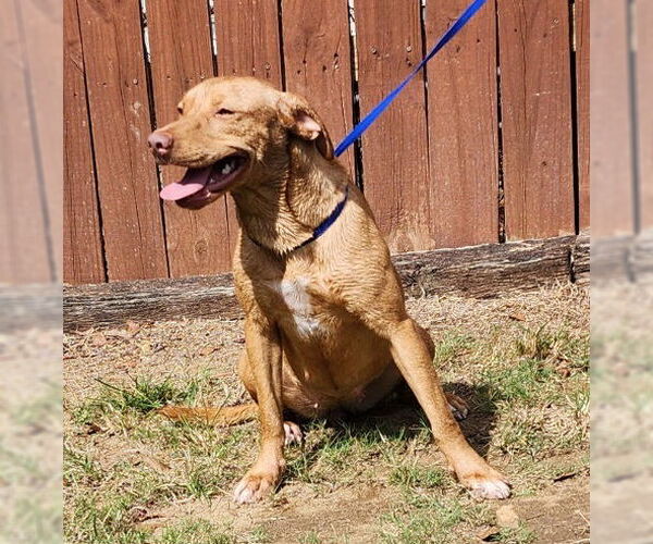 Medium Photo #4 Labrador Retriever-Unknown Mix Puppy For Sale in Wetumpka, AL, USA