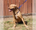 Small #3 Labrador Retriever Mix