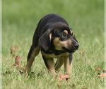 Small Photo #11 Australian Shepherd-Unknown Mix Puppy For Sale in Mechanicsburg, PA, USA