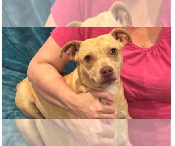 Medium Photo #1 Basset Hound-Unknown Mix Puppy For Sale in New York, NY, USA