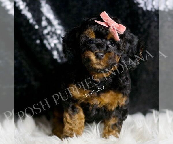 Medium Photo #1 Poodle (Miniature) Puppy For Sale in WARSAW, IN, USA