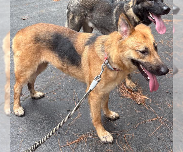 Medium Photo #5 German Shepherd Dog-Unknown Mix Puppy For Sale in Decatur, GA, USA