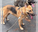 Small #4 German Shepherd Dog Mix