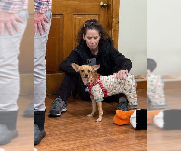 Medium Photo #7 Chihuahua-Unknown Mix Puppy For Sale in East Derry, NH, USA
