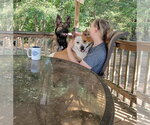 Small Photo #11 American Staffordshire Terrier-Red Heeler Mix Puppy For Sale in Arlington, VA, USA