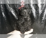 Puppy Brynlee AKC Poodle (Toy)