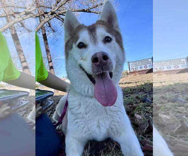 Medium Photo #1 Siberian Husky-Unknown Mix Puppy For Sale in Rowlett, TX, USA