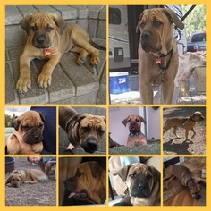 Father of the Cane Corso puppies born on 04/29/2018