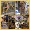 Small Photo #1 Cane Corso Puppy For Sale in TUSTIN, CA, USA
