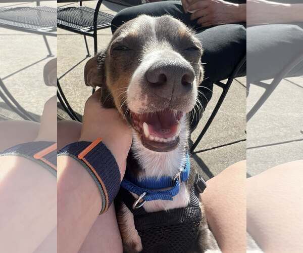 Medium Photo #2 Chihuahua Puppy For Sale in Greenville, SC, USA