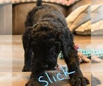 Small Photo #6 Poodle (Standard) Puppy For Sale in SPLENDORA, TX, USA