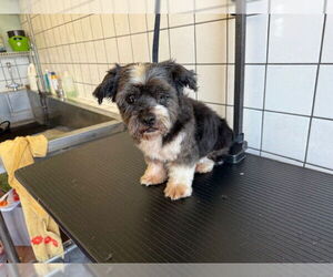 Maltese-Unknown Mix Dogs for adoption in Downey, CA, USA