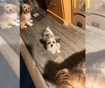 Small #12 Shorkie Tzu