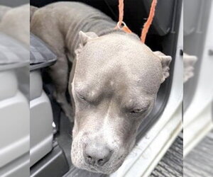 Staffordshire Bull Terrier Dogs for adoption in Houston, TX, USA