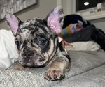 Puppy 1 French Bulldog