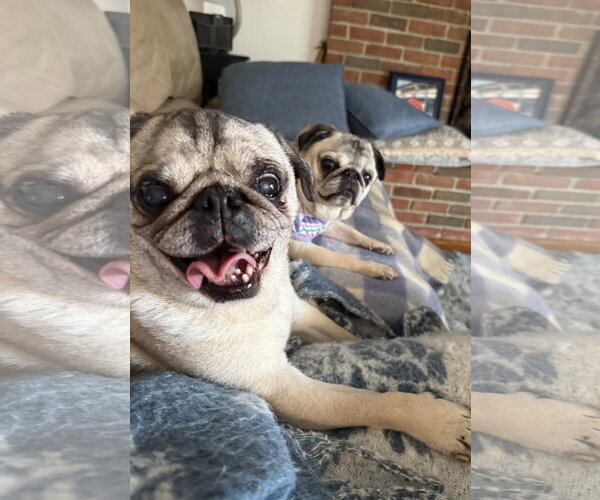 Medium Photo #2 Pug Puppy For Sale in Indianapolis, IN, USA