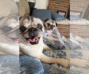 Oliver - Male Pug Dog for Adoption - Photo #2