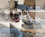 Small #1 Pug