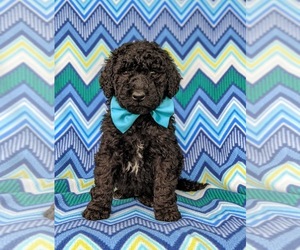 Goldendoodle Puppy for sale in CHRISTIANA, PA, USA
