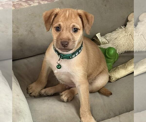 Medium Photo #2 Mutt Puppy For Sale in San Diego, CA, USA