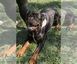 Rottweiler Dogs for adoption in Mooresville, NC, USA