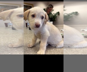 Siberian Husky-Unknown Mix Dogs for adoption in Holly Springs, NC, USA