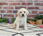 Small #5 Labrador Retriever