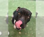 Small American Staffordshire Terrier Mix