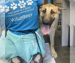 German Shepherd Dog Dogs for adoption in Camarillo, CA, USA