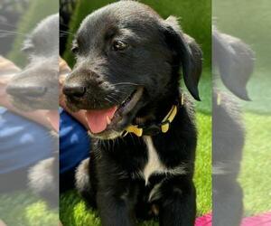 Golden Labrador Puppy for sale in LAKE JACKSONVILLE, TX, USA