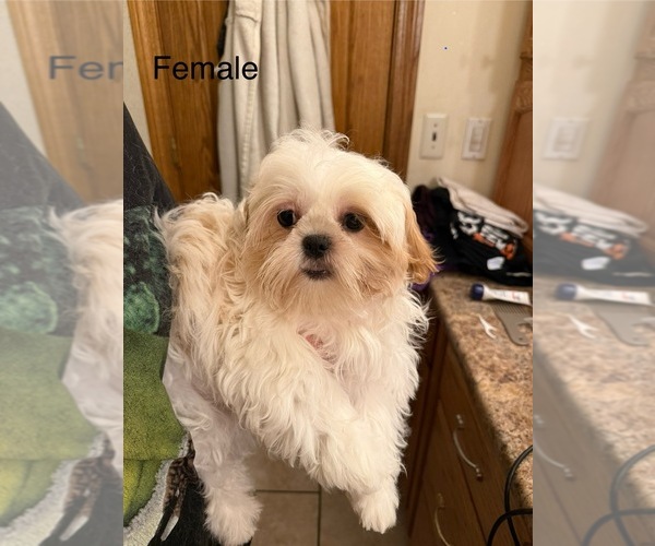 Medium Photo #3 Shih Tzu Puppy For Sale in HILLSBOROUGH, NJ, USA